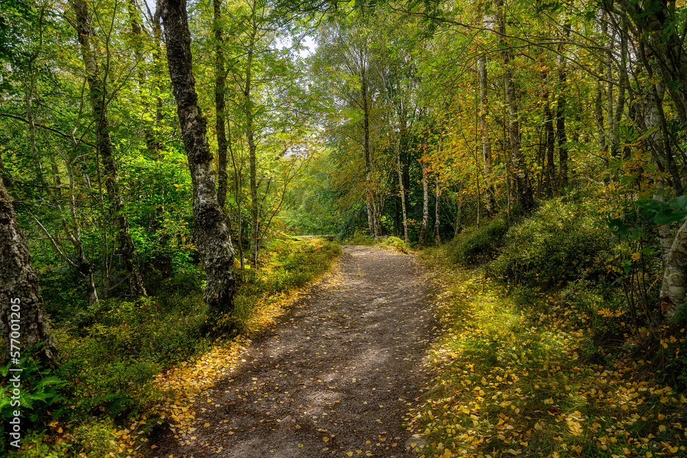 Naklejka premium Sunlit path near Rogie Falls, Highlands, Scotland