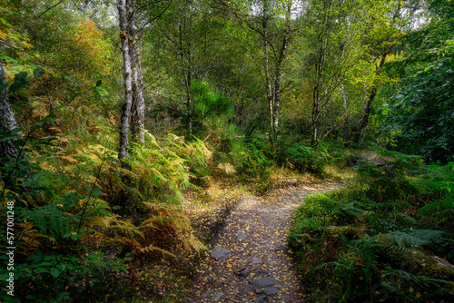 Sunlit path near Rogie Falls  Highlands  Scotland