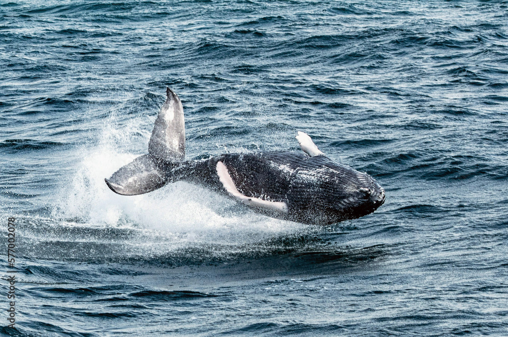 Fototapeta premium Leap of Joy: Witnessing the Playful Antics of a Humpback Whale Calf