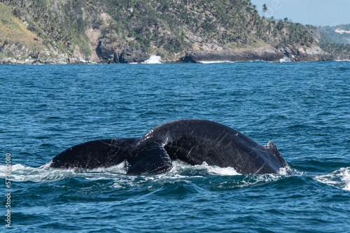Returning to the depths, humpback whale in Samana  © jose