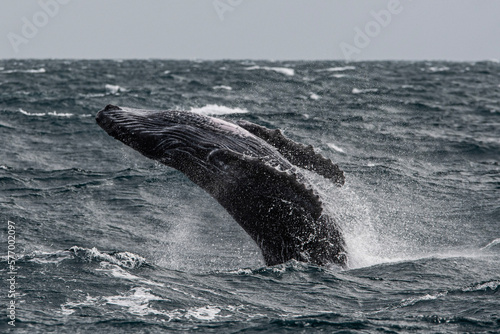 The Breach of a Humpback Whale Calf in Samana Bay © jose