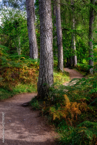 Path to Corrieshalloch Gorge  Garve  Scotland