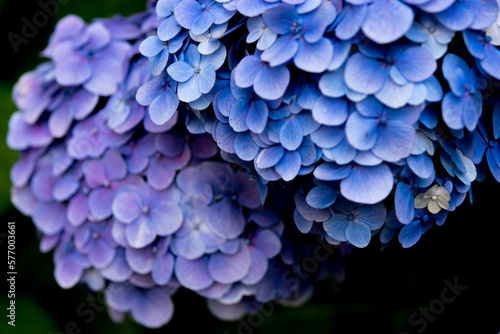青紫の２房の紫陽花