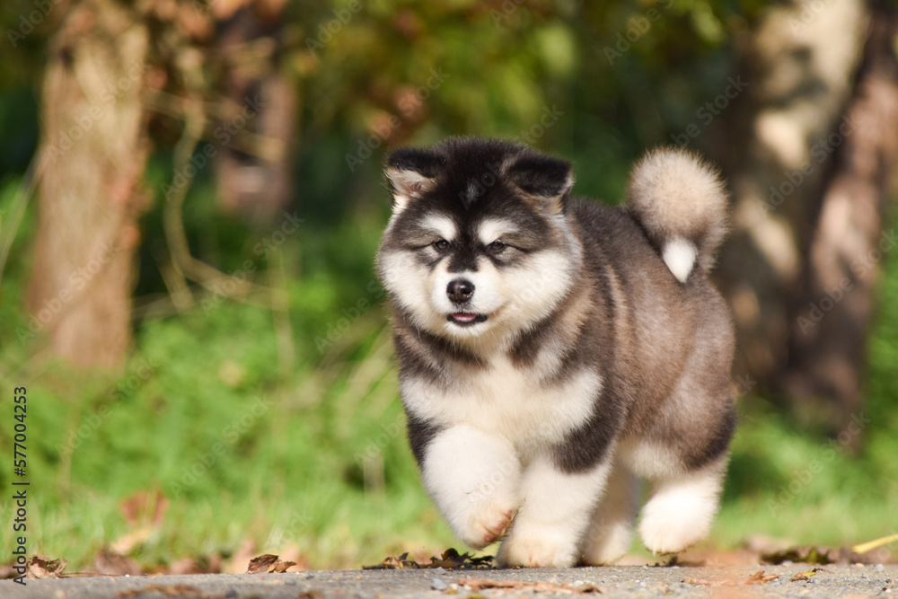 Fluffy Alaskan Malamute puppy in the park in spring Fluffy Alaskan Malamute puppy in the park in spring