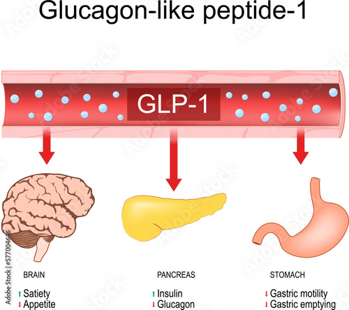 Glucagon like peptide 1. CLP-1 photo