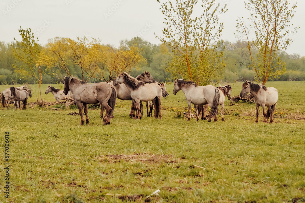 wild horses that live in an urban environment, Jelgava Latvia wild horses that live in an urban environment, Jelgava Latvia
