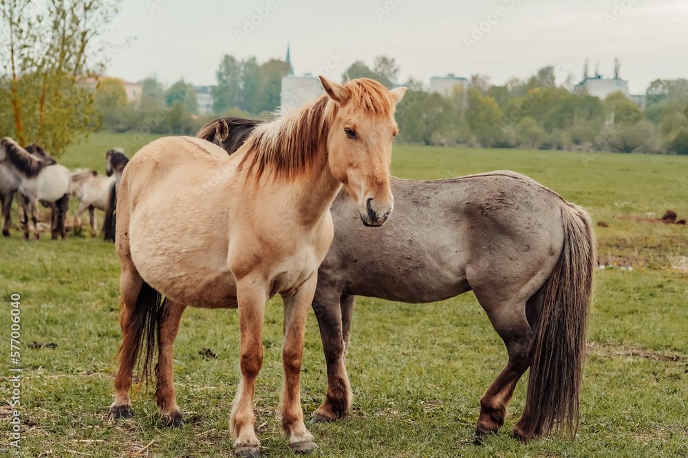 wild horses that live in an urban environment, Jelgava Latvia wild horses that live in an urban environment, Jelgava Latvia