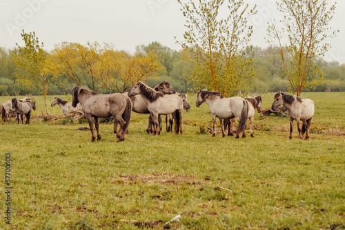 wild horses that live in an urban environment  Jelgava Latvia