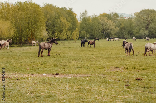 wild horses that live in an urban environment, Jelgava Latvia