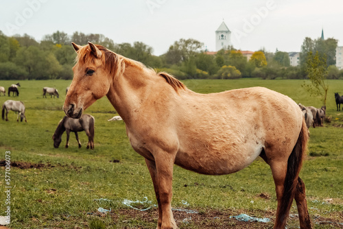 wild horses that live in an urban environment  Jelgava Latvia