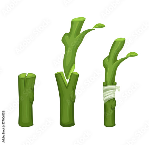 Plant grafting technique information illustration vector