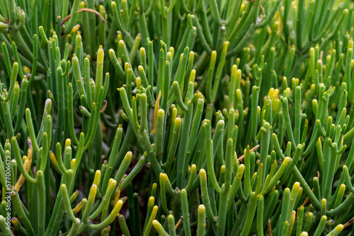 Leafless spurge background