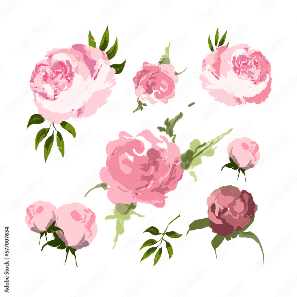 set of pink roses isolated