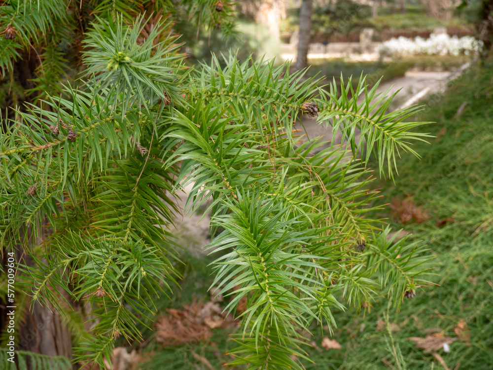 Cunninghamia lanceolata or Chinese fir conifer tree Cunninghamia lanceolata or Chinese fir conifer tree