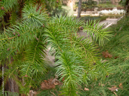 Cunninghamia lanceolata or Chinese fir conifer tree