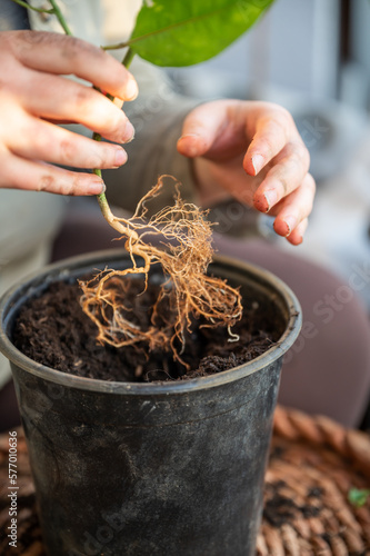 close-up woman repot a passion fruit plant in a round black pot standing on a table, roots of the plant above the soil, no visible face, vertical shot