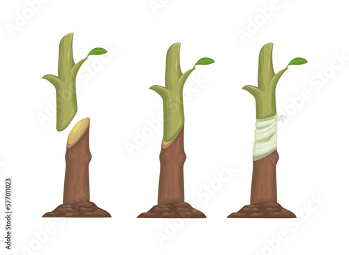 Plant grafting method process information illustration vector