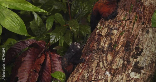 Saddleback tamarin mother comes and feeds its baby as it hunts on the tree trunk  photo
