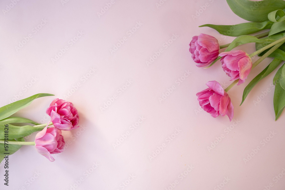 Pink tulips flowers on pink background. Waiting for spring. Happy Easter card. Flat lay. Pink tulips flowers on pink background. Waiting for spring. Happy Easter card. Flat lay.