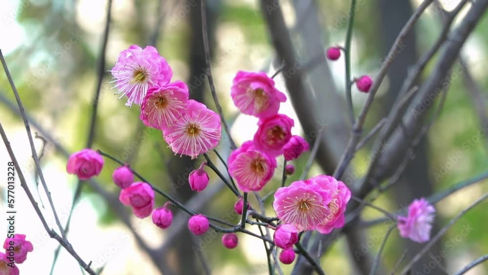 Red plum blossom landscape in spring Red plum blossom landscape in spring