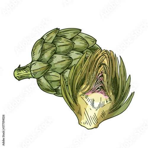 Vector sketch illustration of artichoke vegetable.