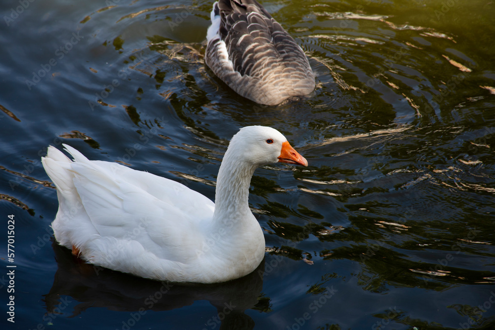 Fototapeta premium Ducks in the river