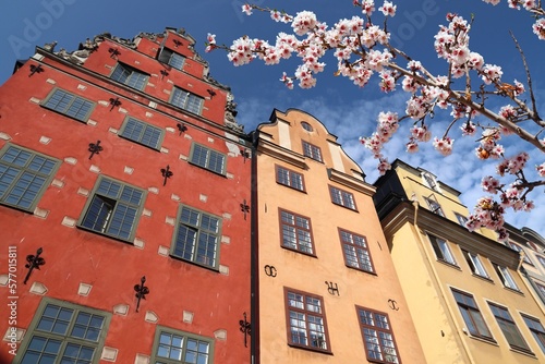 Stortorget city square in Stockholm, Sweden. Spring time cherry blossoms. photo