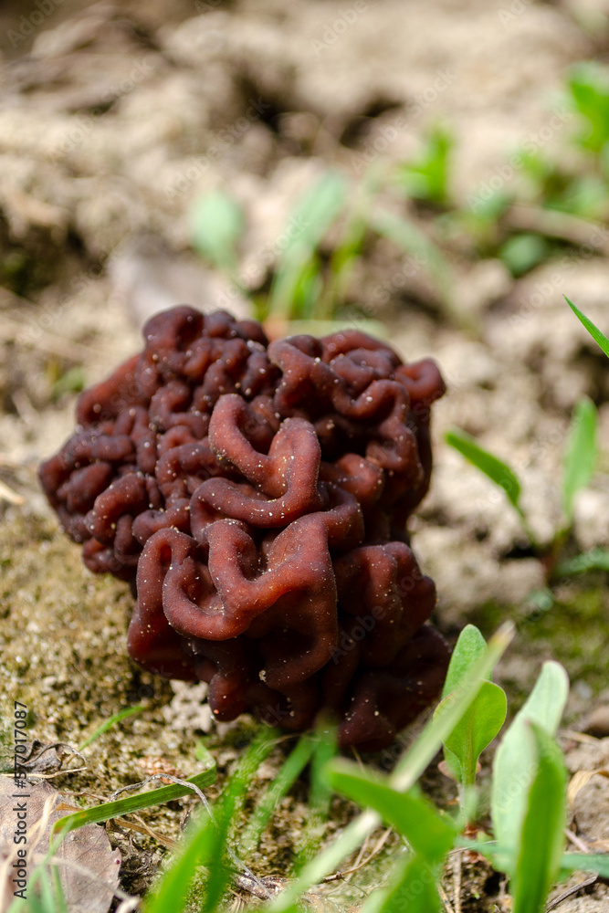 spring morel mushroom grows in the forest in the grass, an edible mushroom. High quality photo spring morel mushroom grows in the forest in the grass, an edible mushroom. High quality photo