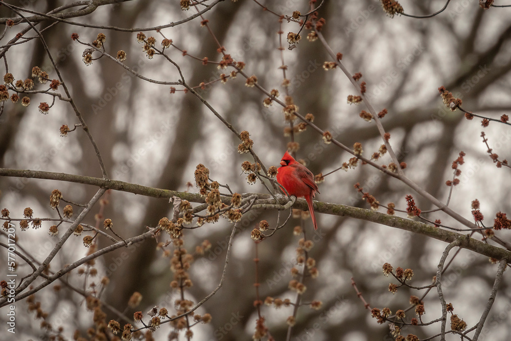 Male Northern Cardinal perched on tree branch Male Northern Cardinal perched on tree branch