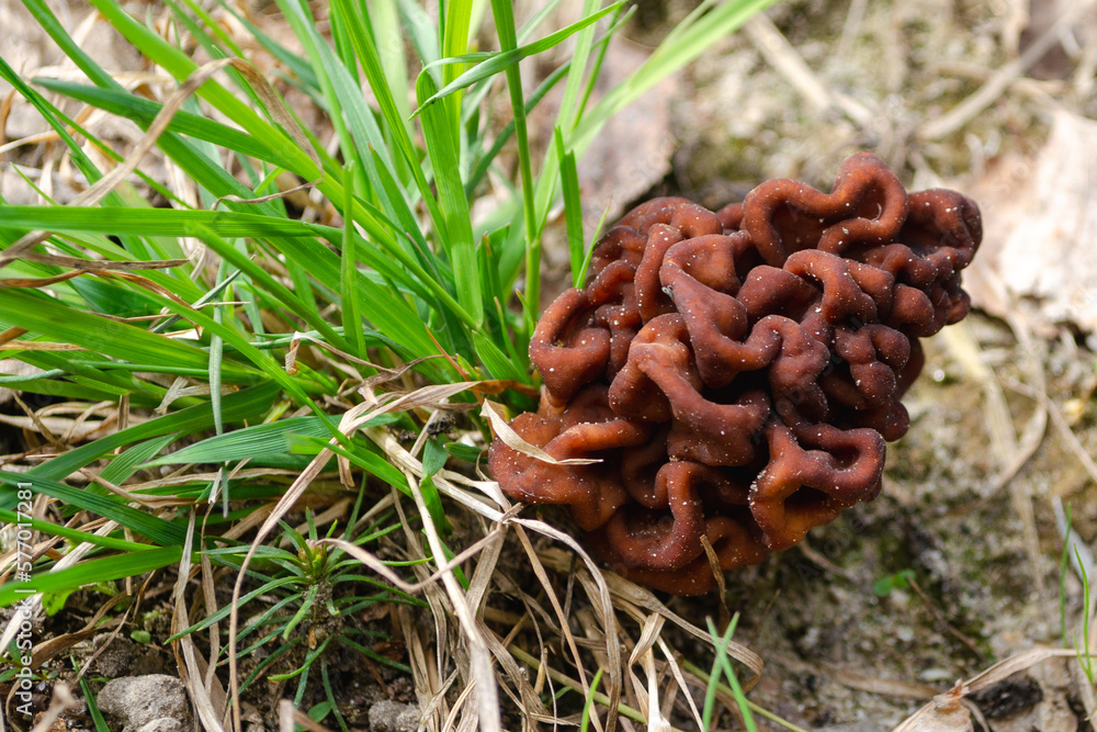 spring morel mushroom grows in the forest in the grass, an edible mushroom. High quality photo spring morel mushroom grows in the forest in the grass, an edible mushroom. High quality photo