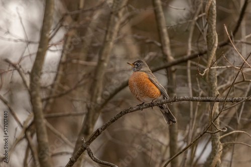 American Robin perched on a tree branch