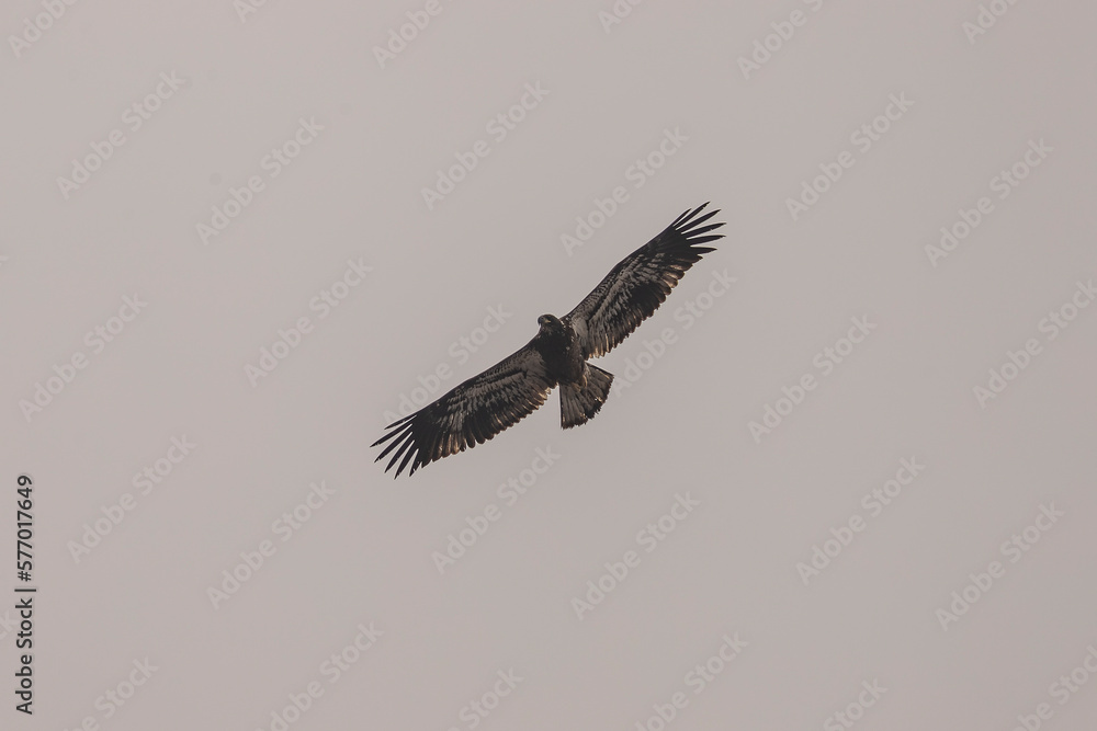 Juvenile Bald Eagle soars above the marsh on a cloudy day Juvenile Bald Eagle soars above the marsh on a cloudy day