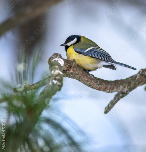 Yellow tit on a branch against the blue sky  © Anatolii 