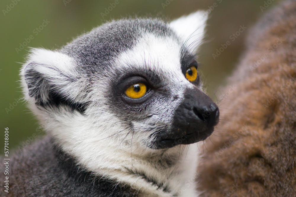 Portrait of a beautiful Lemur catta Portrait of a beautiful Lemur catta