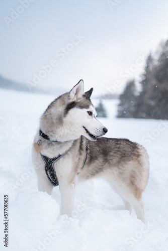 beautiful siberian husky dog standing portrait in deep snow in winter © Oszkár Dániel Gáti