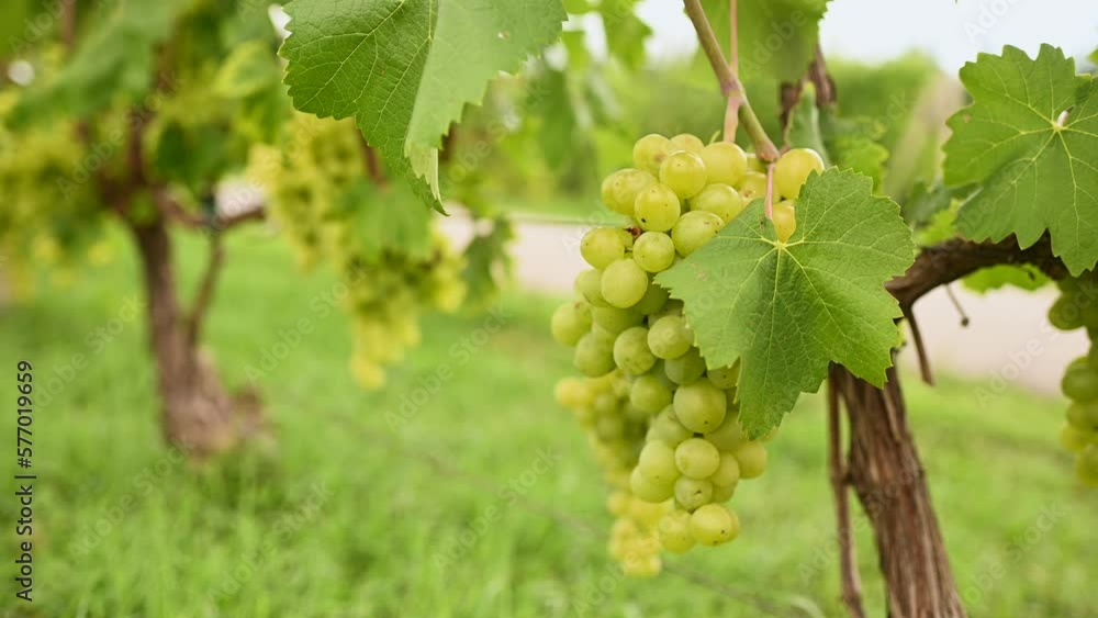 a lot of grape bushes against the background of the sky and sunlight. Agriculture, winery a lot of grape bushes against the background of the sky and sunlight. Agriculture, winery