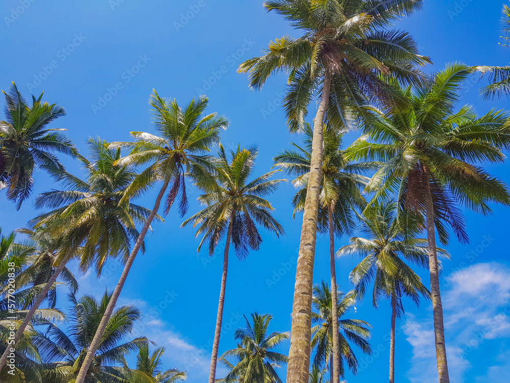 Blue Sky, Tropical Palm Tree Growth