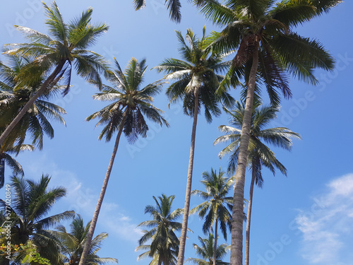 Blue Sky  Tropical Palm Tree Growth