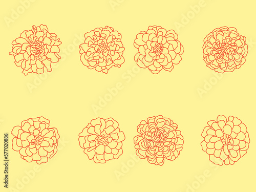 set of marigold flowers in outline style. Hand drawn floral monochrome graphic illustration