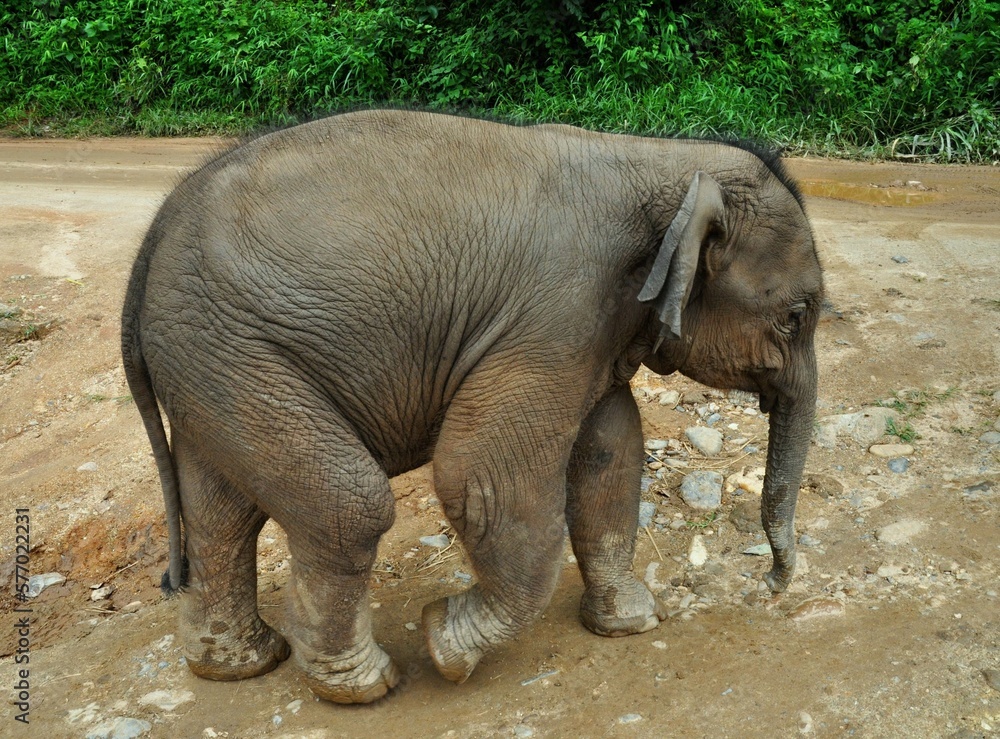 Fototapeta premium Baby elephant. Young cute baby elephant. Close up photo of baby elephant. Chiang Mai, Thailand, Asia.