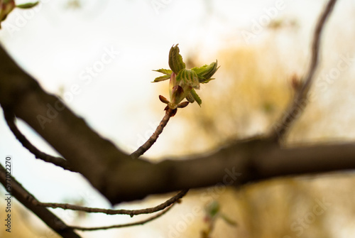 kwitnące drzewko czereśni, gałązka i pąk