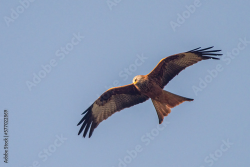 red kite flies in the blue sky looking for prey