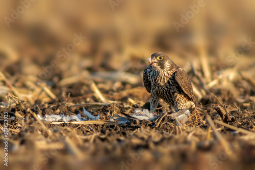 peregrine falcon sits on a harvested wheat field and eats its prey © Mario Plechaty