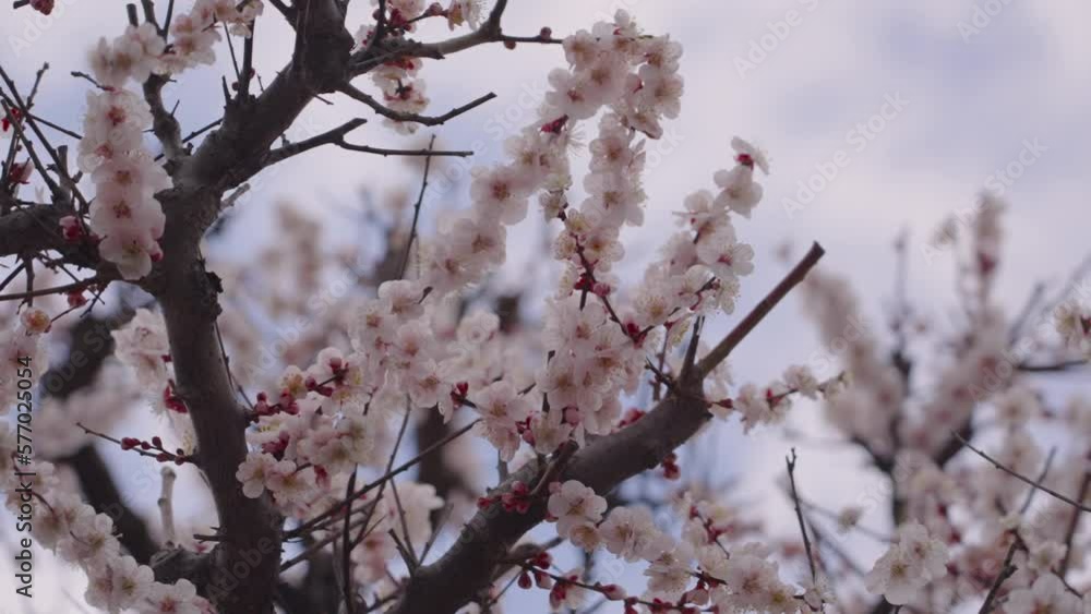 風に揺れる満開の梅の花 風に揺れる満開の梅の花