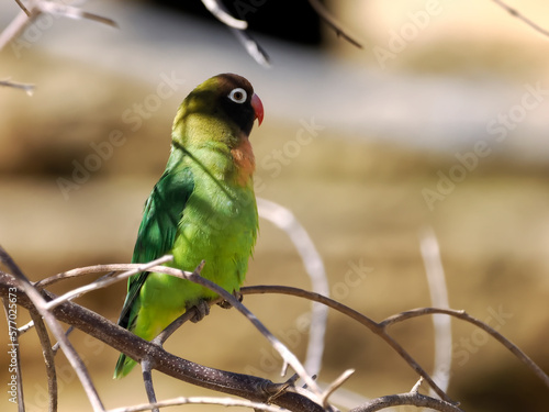 Black-cheeked lovebird (Agapornis nigrigenis) perched on branch  photo
