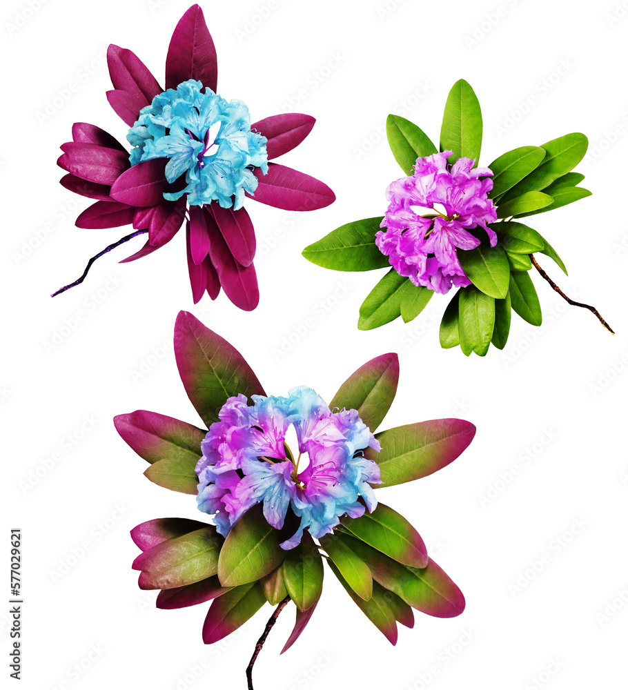 Obraz premium Beautiful pink branches with lush Rhododendron flowers and white background. Card for relax and meditation