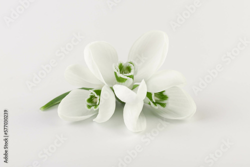 Snowdrop on white background. White springs flower in close-up with copy space.concept of early spring.