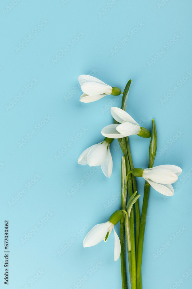 Obraz premium Snowdrop on blue background. White springs flower in close-up with copy space.concept of early spring.