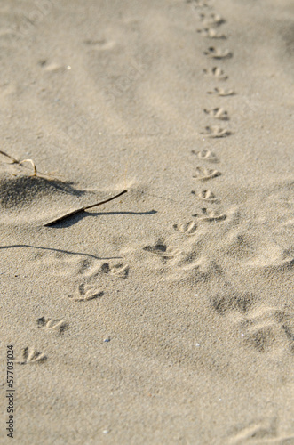 bird tracks in the sand
