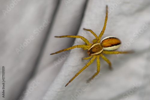 spider on a pullover
